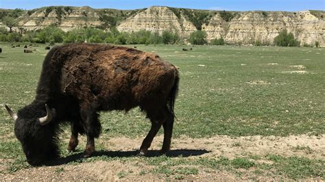 Woman severely injured in bison attack in Roosevelt Park